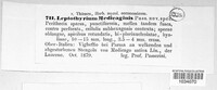 Leptothyrium medicaginis image